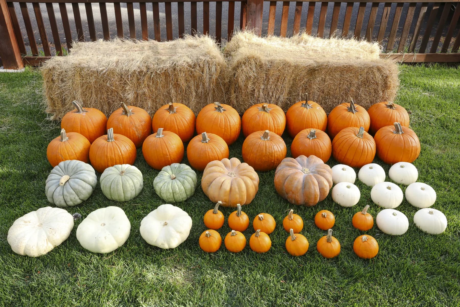 Every pumpkin in the Sierra Signature package, laid out before installation